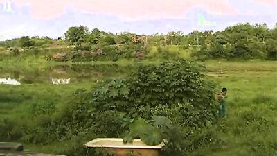 Zoo porn: zoophilia creampie