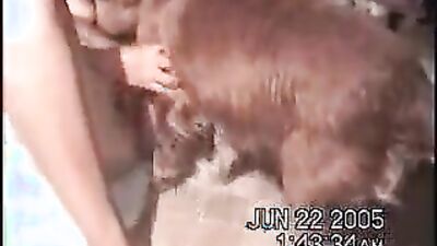 Dog lick girl: russian zoo video