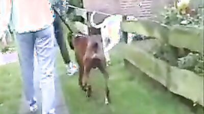 Animal sex video: zoo sex hd