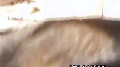 Dog fuck girls fucking: art of zoo anal