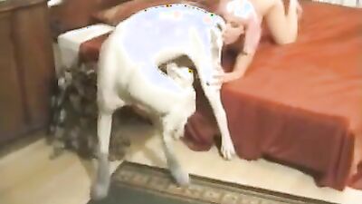 Animal porn: dog porn pmv