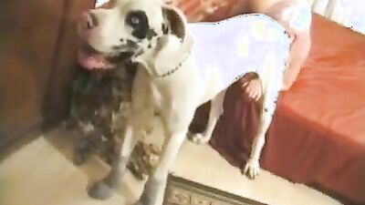 Animal porn: dog porn pmv
