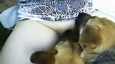 Gay zoo porn: girl dog erotic