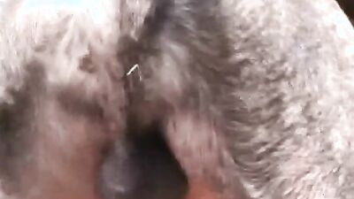 Bestiality porn: dog sex 3d cartoon vintage