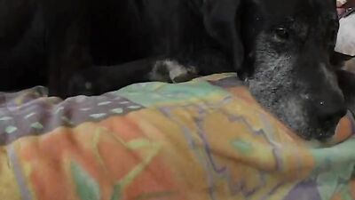 Girls s dogs: art of zoo porn 2026