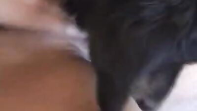 Animal zoo sex: family sex dog