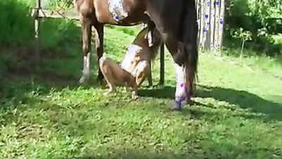 Zoo sex porn: dog feral sex