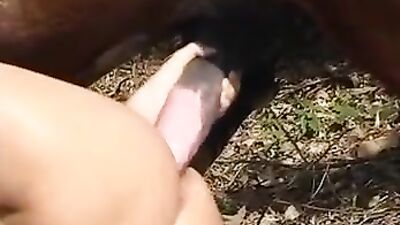 Zoo dog porn: zoo horses porno video