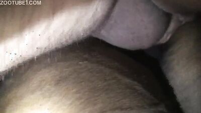 Girls s dogs: godiva dog sex