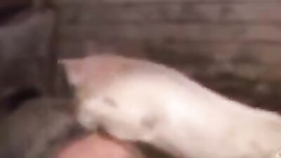 Russian zoo porn: play with dogs bleach sex