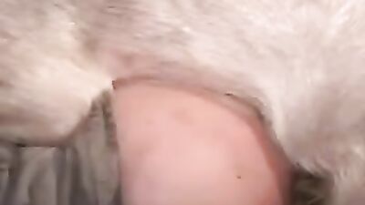 Russian zoo porn: play with dogs bleach sex