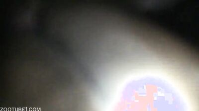 Dog sex video: zoophilia is punishable by law 18