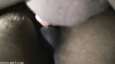 Dog sex video: zoophilia is punishable by law 18