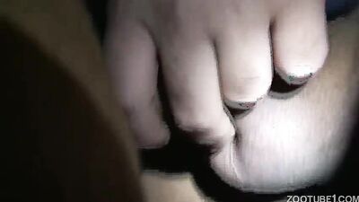 Zoophilia video: bestiality porn pics