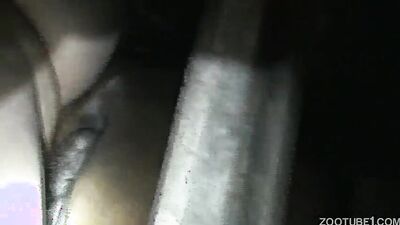 1 girl 5 dog: dog park porn