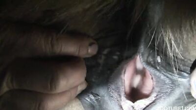 1 girl 5 dog: dog park porn