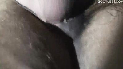 2 dogs 1 girl: yiff dog porn