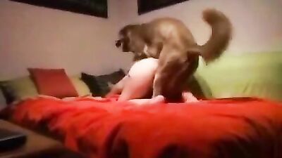 Art of zoo porno: dog sex romance