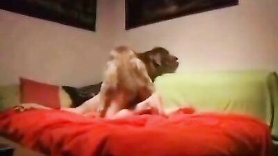Art of zoo porno: dog sex romance