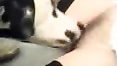 Animal sex porn: having sex with animals