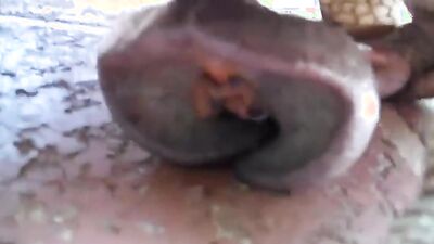 Zoo porn compilation: zoophilia porno video