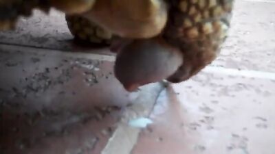 Zoo porn compilation: zoophilia porno video
