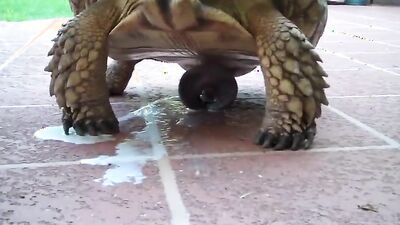 Zoo porn compilation: zoophilia porno video