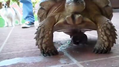 Zoo porn compilation: zoophilia porno video