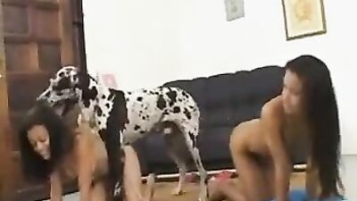 Bestiality video: sex game zoophilia