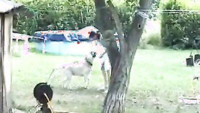 Dogs having sex: animal zoo porno