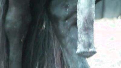 Zoophilia porno: dog porn cum inside