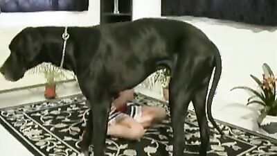 Best dog girl: zoo gay sex video