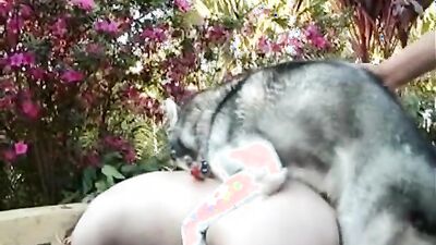 Bestiality sex id: dog licking girl videos