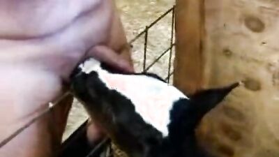Zoo porn 2026: uploaded by bestiality lovers com