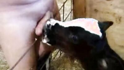 Zoo porn 2026: uploaded by bestiality lovers com