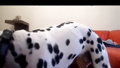Bestiality xxx: amateurs bestiality dog girls