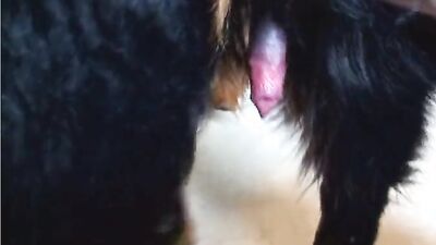 Zoo video: i wanna be your dog sex pistols
