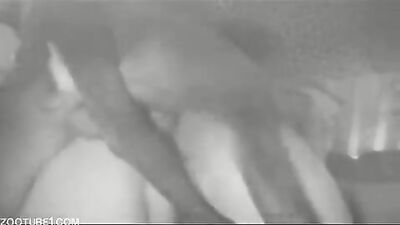 Fucking dogging porn: zoo porn orgies