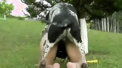 Bestiality sex: dog pov porn
