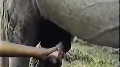 Bestiality xxx: bitch sex dog