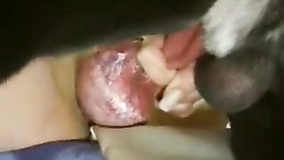 Bestiality video: hentai 3d dog porn