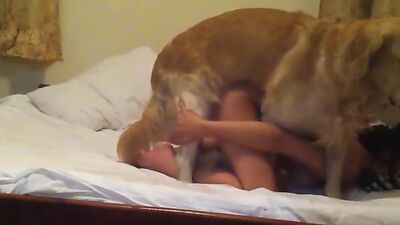 Dog sex porn: animals pig sex