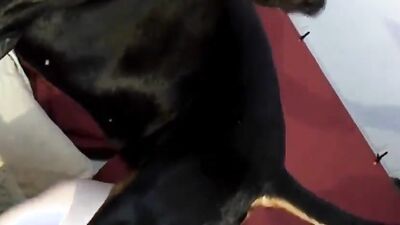 Zoo porno video: animals girl hentai porn