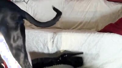 Zoo porno video: animals girl hentai porn