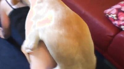 Dog licking girl: gay dog sex zoo