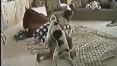 Zoophilia video: dog fart network porn video