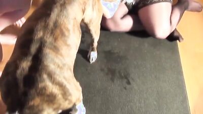 Porn bestiality: real animals sex tubes