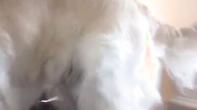 Dog girl: porn dog fucking pussy