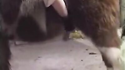 New zoo porn: bestiality piss porn