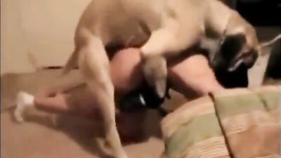 Zoo horse porn: horse cumshot zoo porn